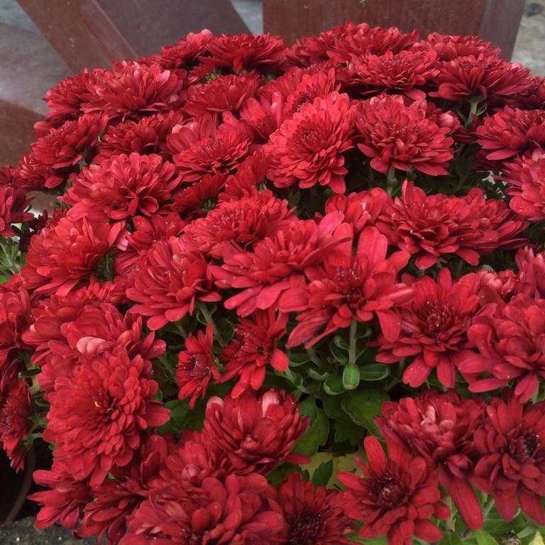 Khomenko 民宿 *